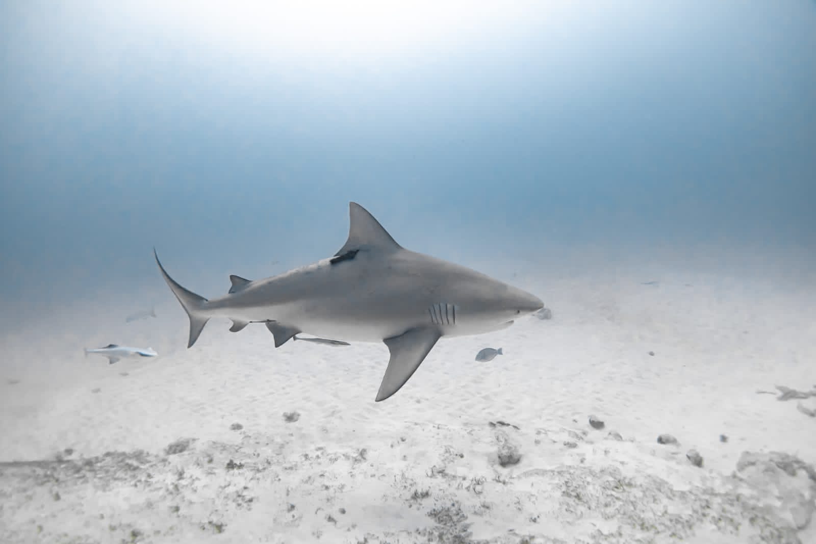 Bull Shark Dive Playa del Carmen
