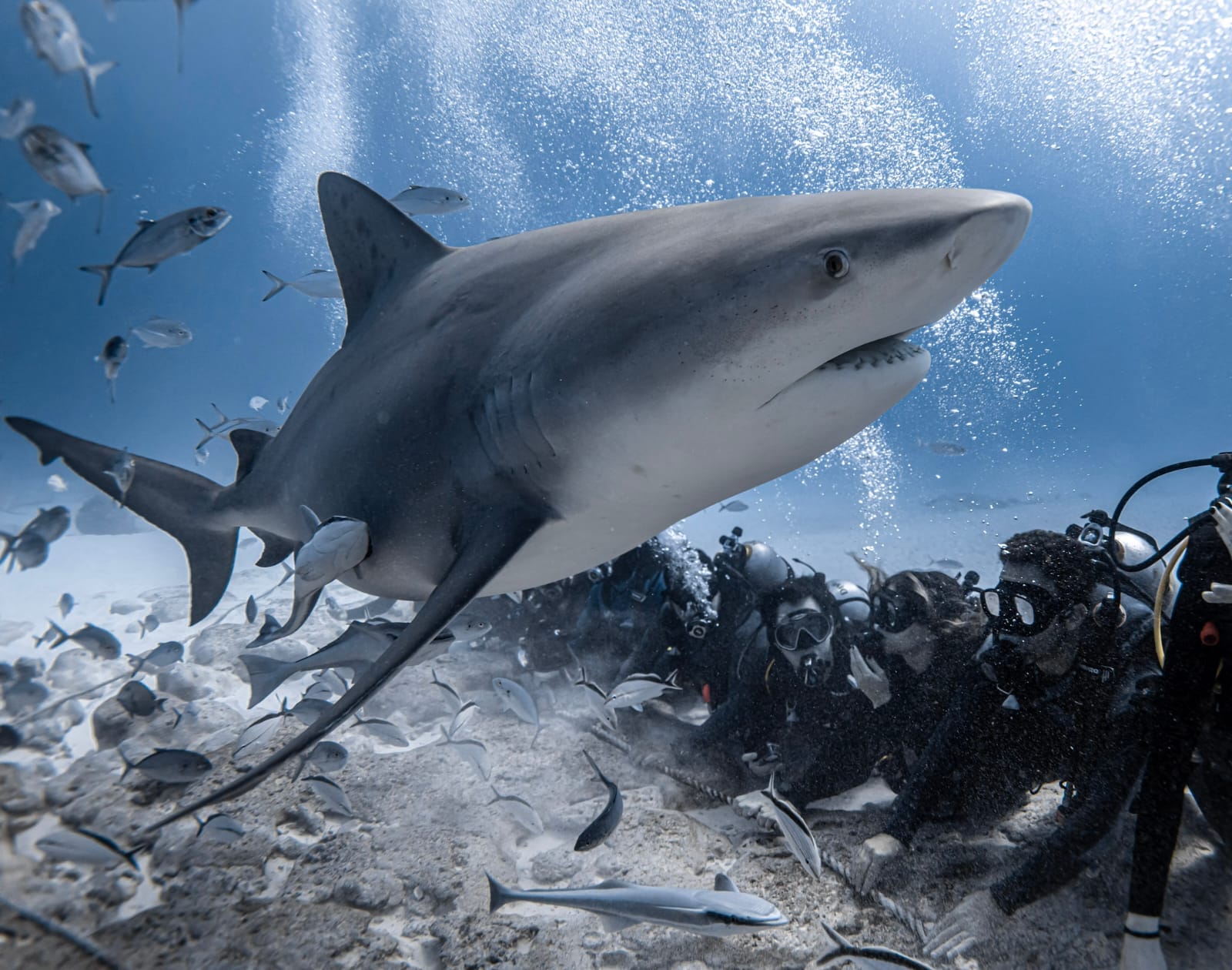 Tiburón Toro en Playa del Carmen 2026